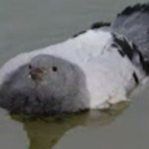 Meet your Posher, Valeria